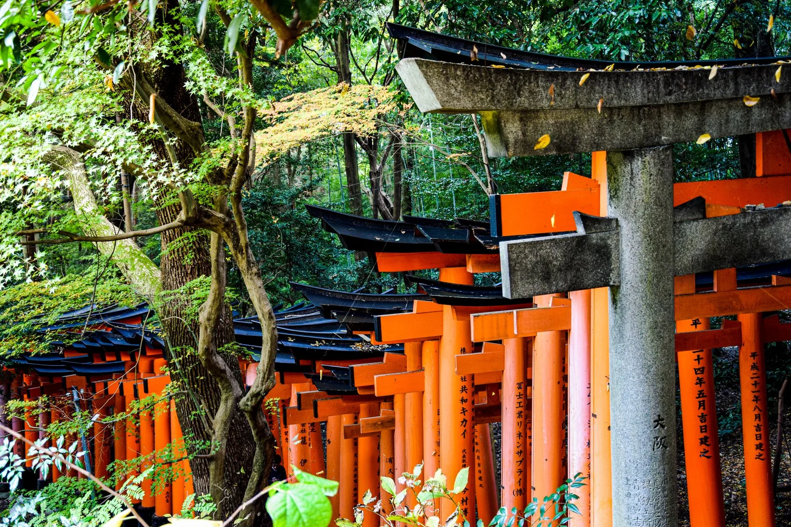 Tokyo – Fuji – Nagoya 6N5Đ