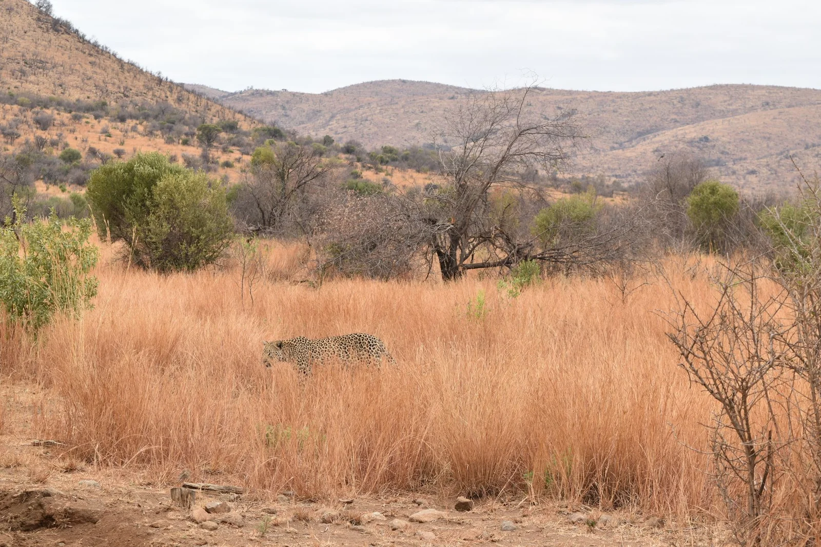 Hà Nội – Johannesburg – Pretoria – Pilanesberg – Cape Town 8N7Đ