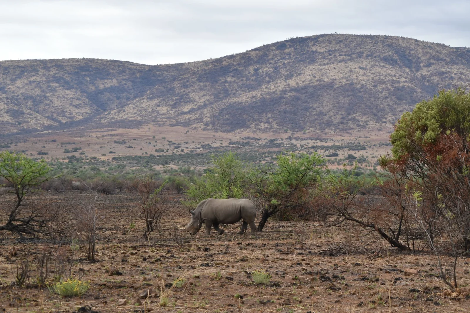 Hà Nội – Johannesburg – Pretoria – Pilanesberg – Cape Town 8N7Đ
