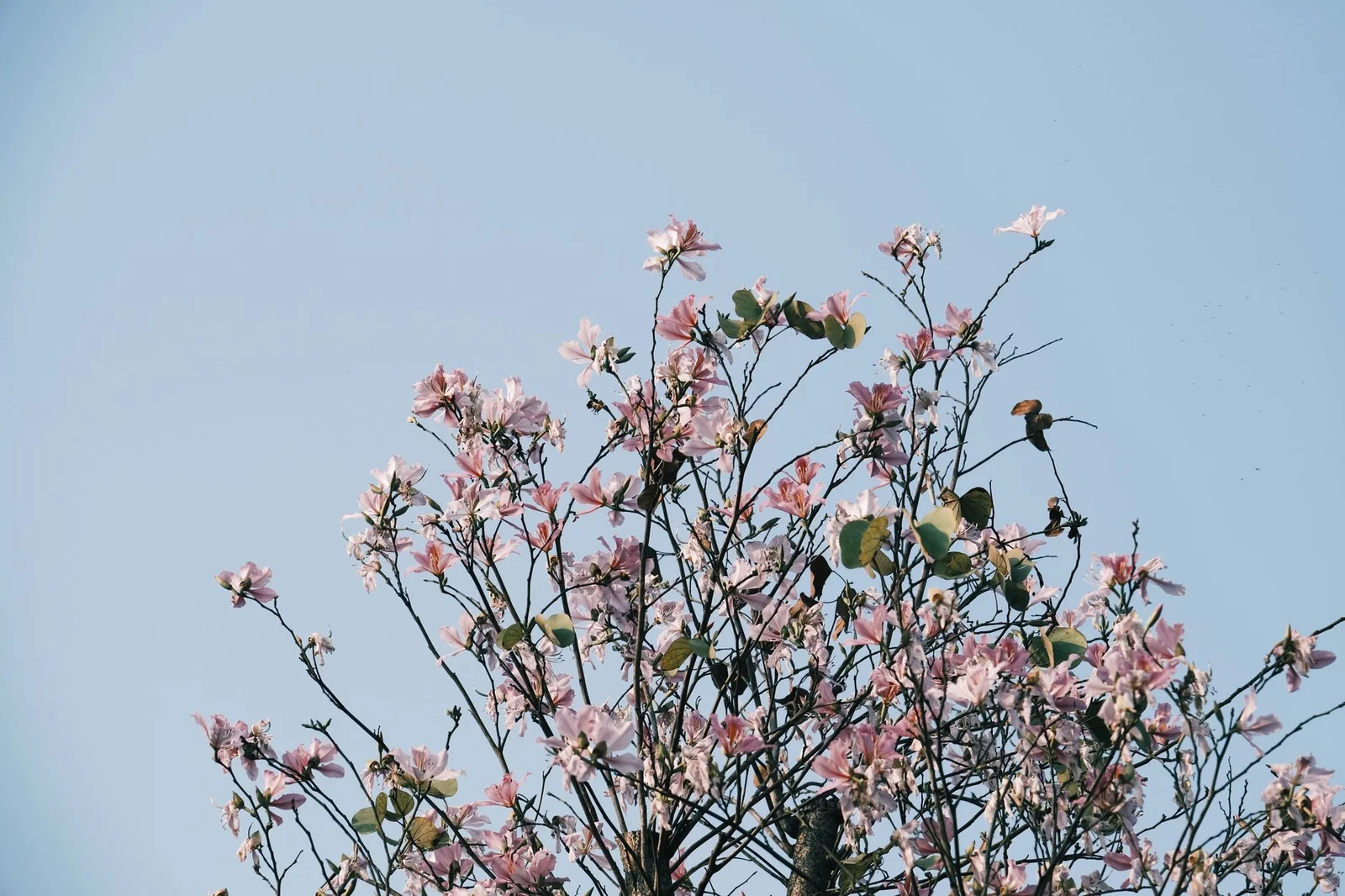 Sầm Sơn 3N2Đ