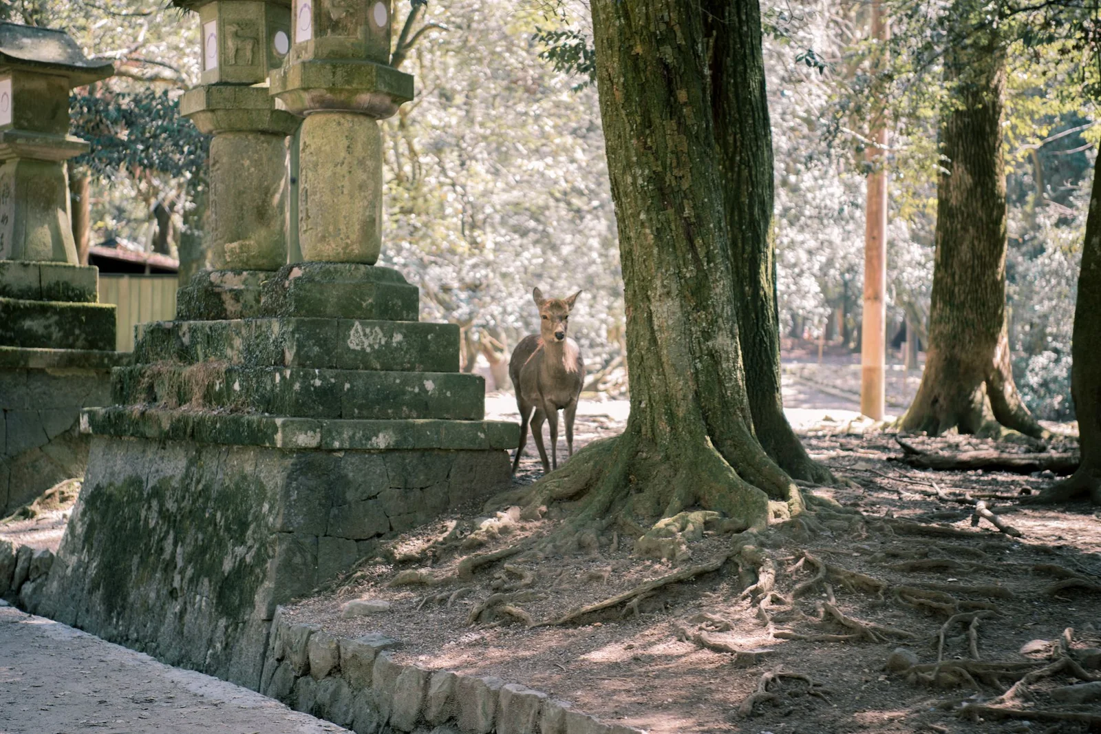 Nara – Osaka – Kyoto – Nagoya – Yamanashi – Tokyo 6N5Đ